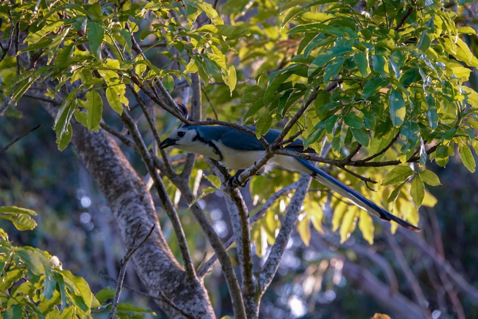 Cabana Indira Monteverde Exteriér fotografie